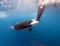 Problema pala del timone: le orche che attaccano le barche a vela e in particolare i loro timoni sono sulla bocca di tutti.