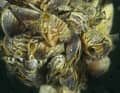 Quagga mussels like these cause extreme problems for the infrastructure. It is an invasive species that originally comes from the Black Sea region.