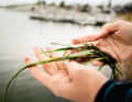 Important for the climate: seagrass beds are as indispensable as meadows and forests on land. They grow in shallow water areas and are endangered by pleasure craft.