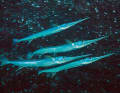 Garfish migrate to the Greifswald Bodden every year to spawn.