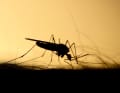 In an emergency: cast off! Mosquitoes are no problem at sea when it's windy. But in the bay in the evening they are.