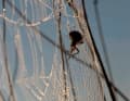 Spiders are usually not welcome, even though they are not pests.