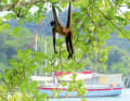 Äffchen-Besuch in Linton Bay/Panama.