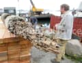 25 April 2012, Flensburg, Schleswig-Holstein, Germany – Johannes Luckhardt from the Flensburg Museum Harbour examines the damage caused by the shipworm (Teredo navalis, less commonly known as the woodworm) on a larch trunk. A bivalve from the family Teredinidae. (QF, European, larch, damage) 0HX120425D100CARO.JPG