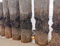 Les épis ou les ducs d'Albe en bois sont littéralement rongés par les coques et autres coquillages.
