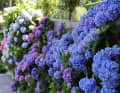 De juin à septembre, les hortensias fleurissent aux couleurs éclatantes sur les îles Borromées.