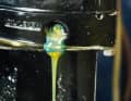 ... until it comes out of the bleed screw.