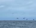 "Actual Ultim 3" skipper Anthony Marchand's view of the horizon