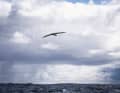 Ein majestätischer Albatross begleitet das US-Team 11th Hour Racing bei der Kap-Hoorn-Passage