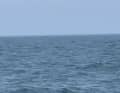 Only the head peeks out - the orca prepares to jump