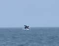 Zoomed in even further: The picture was taken from a distance of about 0.3 nautical miles
