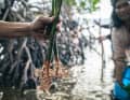 Students and foresters from the Mama Earth Foundation supervise the rearing of the seedlings in the tree nurseries and the planting work and monitor the growth and strengthening of the mangroves