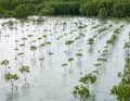 Team Malizia's own project: the Malizia Mangrove Park in the Philippines