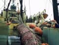 Un cul de chalut de transfert plein est hissé sur le pont du navire-mère de l'usine "Junge Welt". Le poisson y est immédiatement transformé.