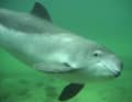 La focena è nella lista rossa delle specie in pericolo. (Foto: ITAW /PWC)