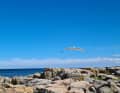 30° posto: Eveline Neserke - Gabbiano in avvicinamento. Scattato sul sentiero costiero vicino ad Allinge/Bornholm