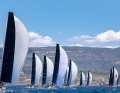 I grandi cigni da corsa al largo di Alghero