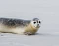 A harbour seal crawls into the water at the eastern end of the island of Juist during reintroduction. After successful rearing at the Norddeich seal centre.
