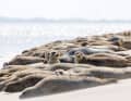 Plusieurs phoques se trouvaient sur la plage de l'île de Norderney, en Frise orientale.