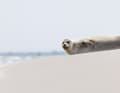 A seal lies on the beach on the island of Norderney.