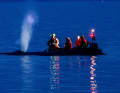 Rescue workers try to bring the stranded whale back into deep water on the first evening.