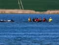 Helpers use straps to guide the humpback whale stuck off Poel to the transport ship. | Jens Büttner