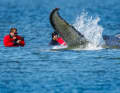 Helpers lead the stranded humpback whale to the transport ship using straps. As the animal has been stranded in the shallows off Wismar for over three weeks, a private initiative is now making the decisive rescue attempt. | Jens Büttner
