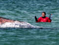Examination of the humpback whale carcass in waist-deep water off Anholt.