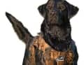 2. gilet en néoprène

 Outre les gilets de sauvetage, certains fournisseurs vendent également des gilets en néoprène pour les chiens afin de les garder au chaud par temps froid et humide. Souvent, il existe aussi des gilets de sauvetage combinés avec du néoprène intégré.

  