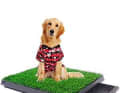 5. toilette per cani

 Molti cani trovano difficile fare i loro bisogni a bordo durante le crociere più lunghe. Un tappetino in erba artificiale può essere d'aiuto. Offre al cane una superficie antiscivolo sotto le zampe.

  