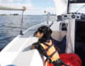 Four eyes see more than two: Oskar the dachshund looks expectantly out of the cockpit.
