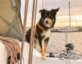 Le colley Kuddel a même son propre compte Twitter, où l'on peut trouver encore plus de photos de lui : www.twitter.com/nord_seehund