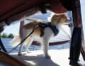 Les propriétaires de Montecristo ont créé leur propre entreprise - Montecristo Travels Inc - pour faire découvrir aux gens la navigation avec un petit chien. www.montecristotravels.com