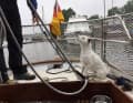 Karlie, Parson Russel Terrier, regarde son skipper manœuvrer avec intérêt.