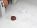 Sì, anche se il tappo di cera è stato inserito nel tubo solo dall'interno, può sopportare la pressione dell'acqua senza problemi.