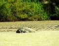 Rencontre avec un hippopotame