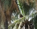 Baboon on the palm tree