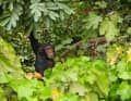 Chimpanzé dans la forêt de feuilles