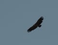 Aigle criard en vol