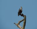 Schreiadler auf Ausgucksposten
