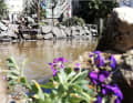 Bernfried Knoop was at least able to enjoy his garden pond, which he cleaned and rebuilt because he....