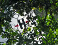 Closer with a small boat: the trees are close enough to touch when "Dulcibella" passes through narrow canals