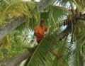 High up if you have to: 67-year-old Wolfgang Slanec still climbs palm trees and rigging