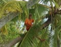 Hoch hinaus, wenn’s sein muss: Der 67-jährige Wolfgang Slanec klettert noch immer auf Palmen und ins Rigg