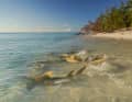 Christophe Mason-Parker, Brite, 2. Platz 

Eine Reihe von Zitronenhaien und Schwarzspitzen-Riffhaien kreuzen in den flachen Gewässern des Aldabra-Atolls in der Republik Seychellen. Aldabra, das seit 1982 zum UNESCO-Weltnaturerbe gehört, ist ein leuchtendes Beispiel für die Auswirkungen, die vierzig Jahre Schutz auf die biologische Vielfalt haben können. 

(wissenschaftlicher Name der Arten Negaprion acutidens (Zitronenhaie) und Carcharhinus melanopterus (Schwarzspitzen-Riffhaie))

