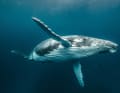 "George & the Whales" – ein Film über einen Tour Guide aus Tonga