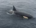Orca in Angriffsstimmung beim Boot der Erichsens