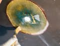 Prepare the bonding surface:  To ensure that the patch adheres well, the sanded hull laminate is wetted with resin. It is absorbed into the pores and later chemically bonds with the resin in the fibreglass patch