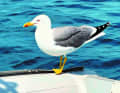Une mouette harengère se met à l'aise sur l'annexe