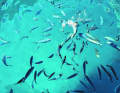 Poissons directement à l'échelle de bain dans la baie de Krivica